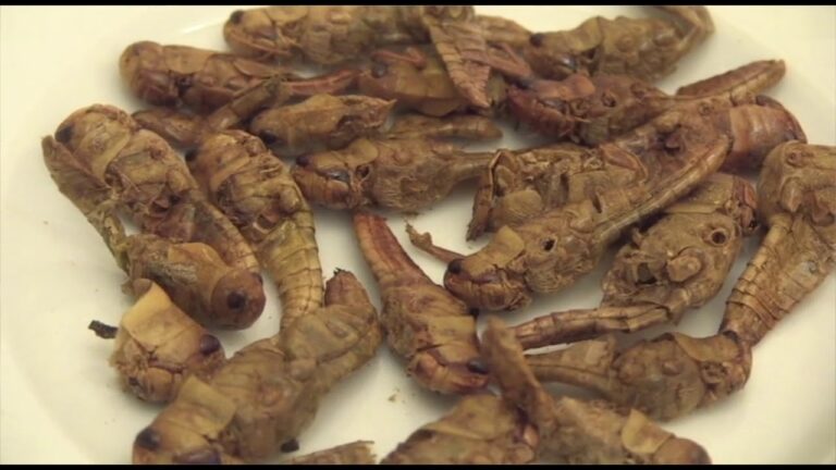 Guida ai migliori grilli da mangiare
