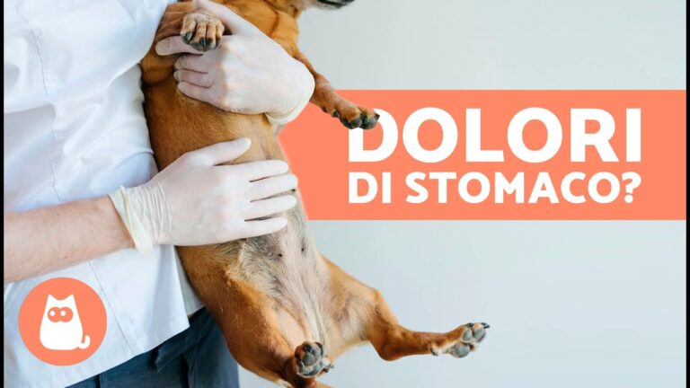 Rimedi Naturali per il Mal di Pancia nel Cane