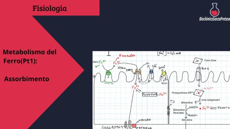 Livelli ottimali di saturazione della transferrina: cosa sapere