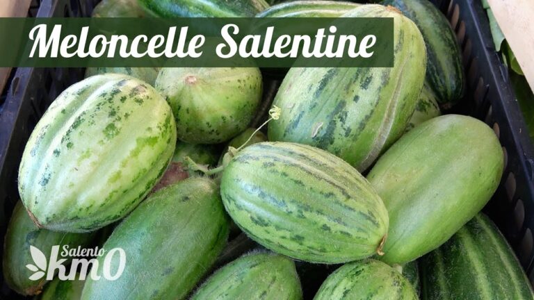 Meloncella Salentina: Il Gusto Autentico della Puglia