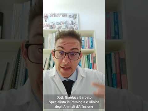 Leishmaniosi nel Cane: Possibilità di Guarigione