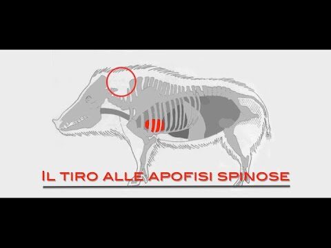Apofisi spinose: la guida completa