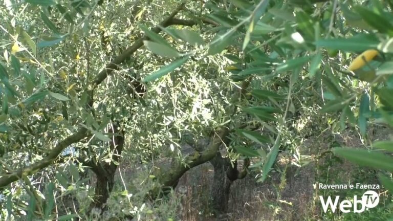 La Quantità Più Ridotta: Ottimizzazione e Sintesi