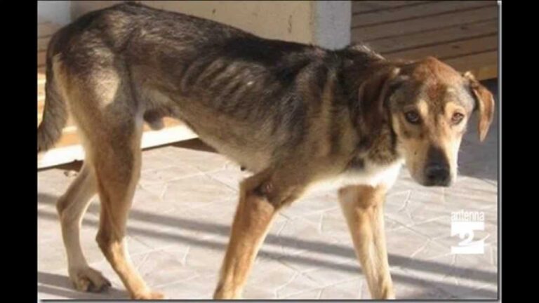 Sintomi iniziali della pancreatite nel cane: guida ottimizzata