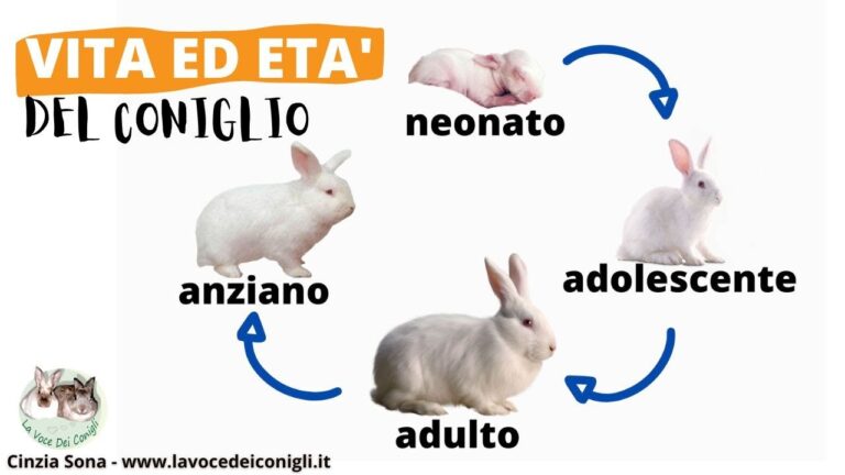 Tabelle di Crescita Post-Menarca: Guida All’Interpretazione