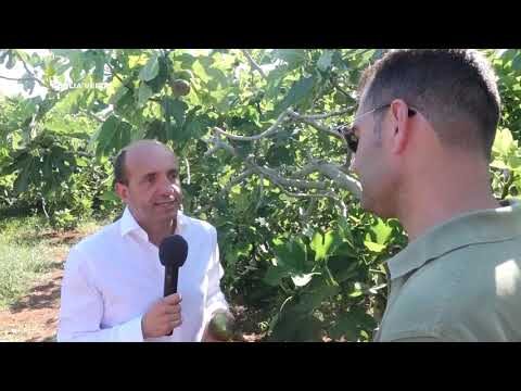 I Fioroni Pugliesi: Delizie e Tradizioni della Puglia