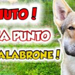 Biscotti di Leo: L’Indispensabile Dolce di Conad