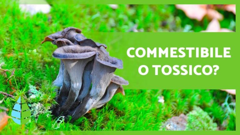 Guida ai Funghi Commestibili: Tabelle e Consigli