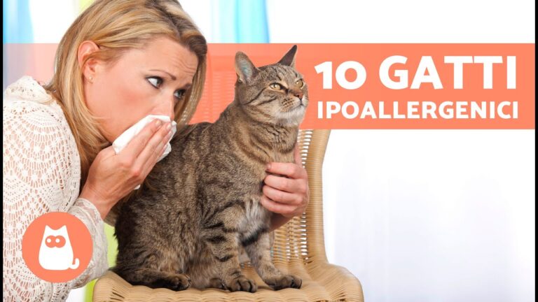 Gatto ipoallergenico: mito o realtà?