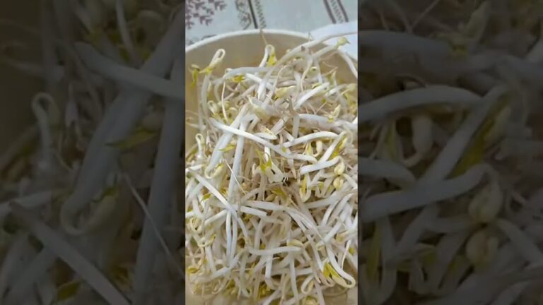 Valori Nutrizionali degli Spaghetti di Soia