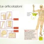 Scopri il potere della risonanza magnetica: addome e testa fuori con un solo esame!