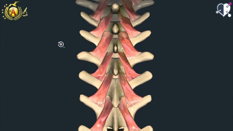 Guida Completa all’Anatomia dei Muscoli della Schiena