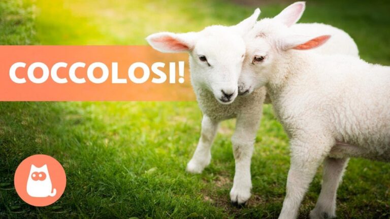 Adorabili cuccioli di cane: Teneri e Dolci