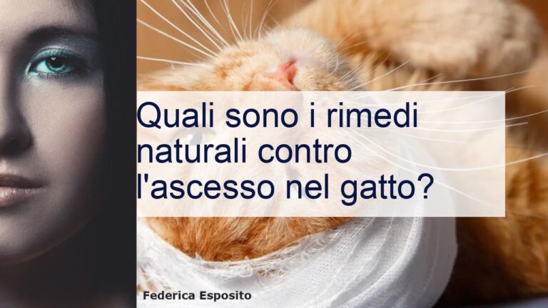 Rimedi Naturali per l’Ascesso nel Gatto