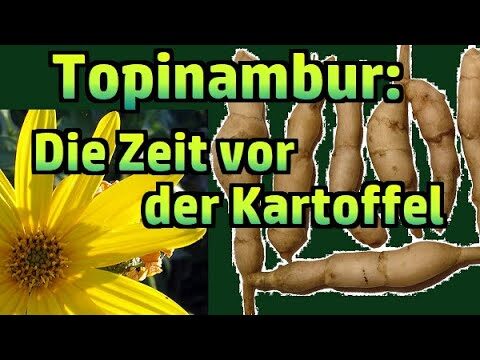 Calorie del Topinambur: Un Superfood Sostenibile