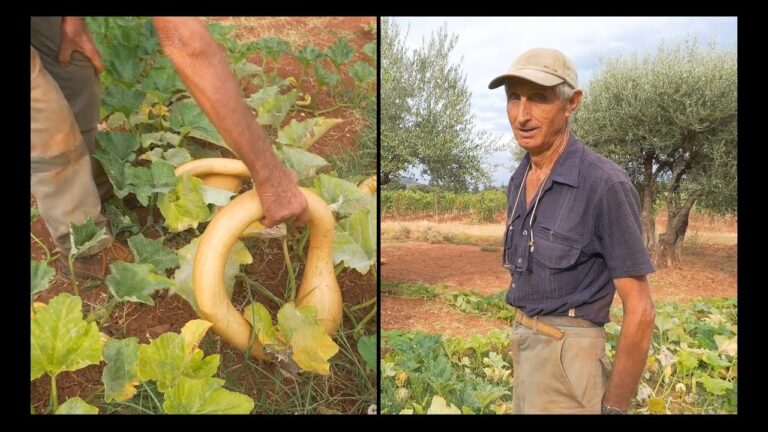Guida alla Zucca Trombetta Arancione: Benefici e Ricette