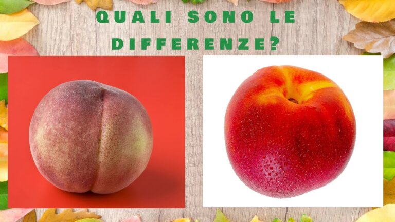 Calorie delle Pesche Noci: Valore Nutrizionale e Benefici