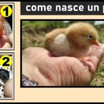 Lassativi Forti: Efficacia e Rischi da Conoscere