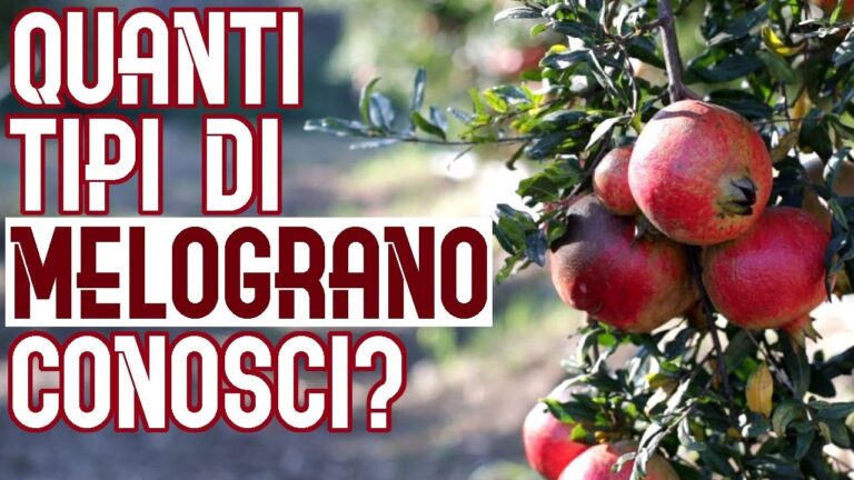 Melograno: Un Alleato Contro il Diabete