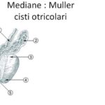 Benefici per la Salute della Caloria Mandorla