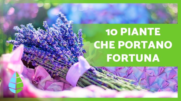 Cose Che Portano Bene in Casa