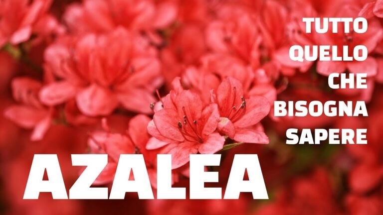 Piante Simili all’Azalea: Guida alla Scelta Ideale