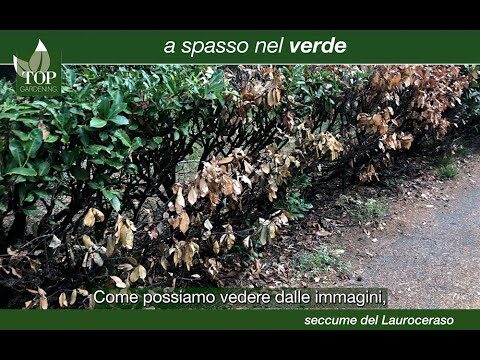 Malattie del Lauroceraso: Prevenzione e Rimedi Efficaci