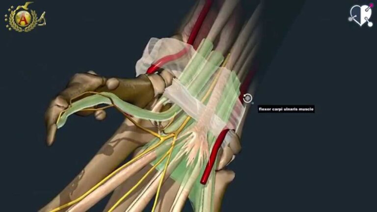 Comprendere il legamento trasverso del carpo: Funzioni e patologie
