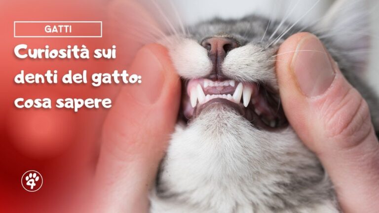 Gattini e Denti da Latte: Cura e Crescita Salutari