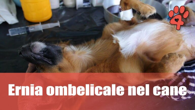 Esercizi e Rimedi per l’Esercizio dell’Energia Ombelicale nel Cane