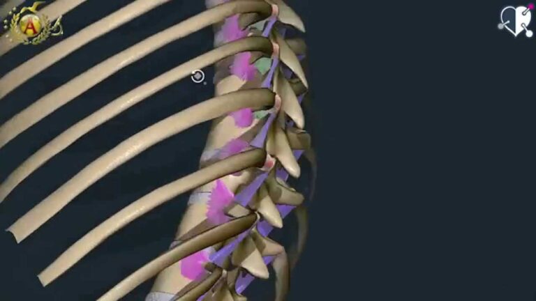 Salute delle Articolazioni Sterno-Clavicolari: Guida Essenziale