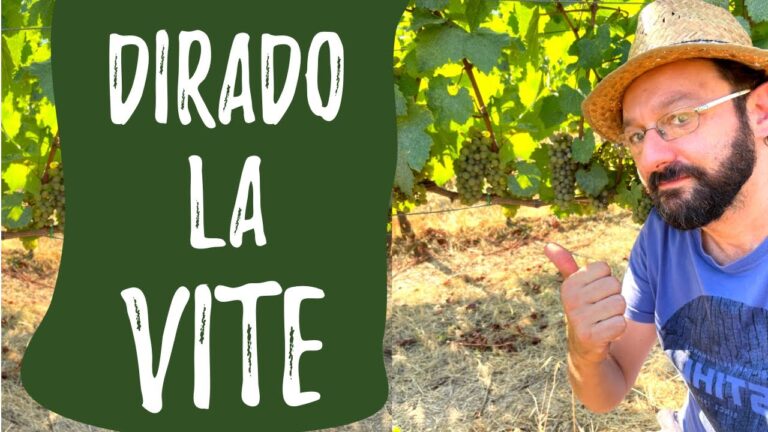 I Peduncoli tra i Grappoli: Funzioni e Importanza nella Viticoltura