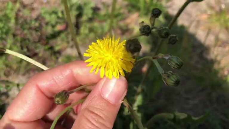 Piante Velenose Simili al Tarassaco: Riconoscerle e Difendersi