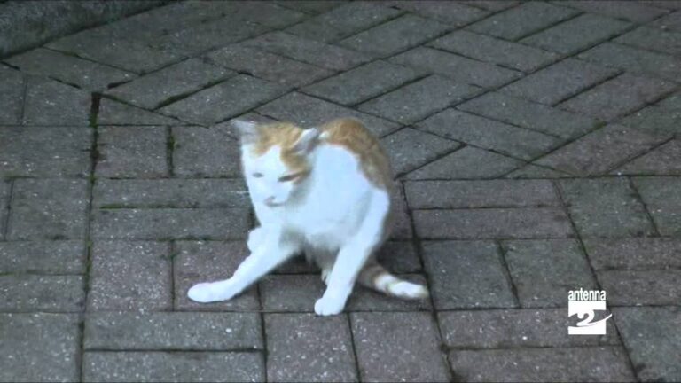 Malattie Cutanee nei Gatti: Sintomi e Rimedi