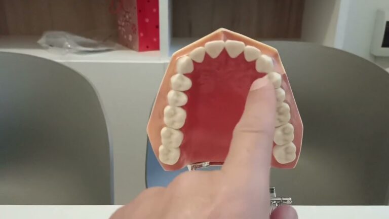I Denti Frontali: Nomi e Funzioni