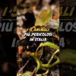 Polpette di Sarde al Forno: Ricetta Semplice e Gustosa