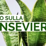 Formicolio e Dolore Notturno alle Mani: Cause e Rimedi