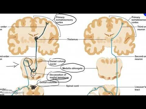 Colonne Dorsali: Struttura e Funzione Essenziale del Corpo Umano