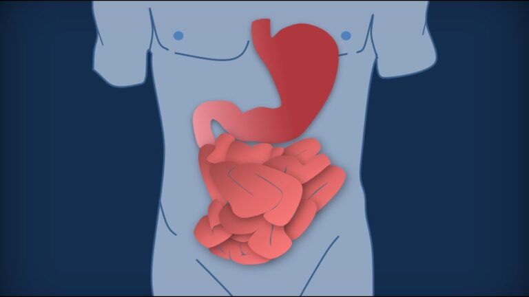 Differenze tra Fase 1 e Fase 2 della Colonizzazione Intestinale