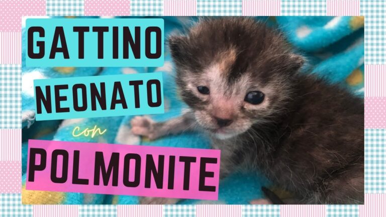 Polmonite Ab Ingestis: Rischi e Conseguenze Mortali