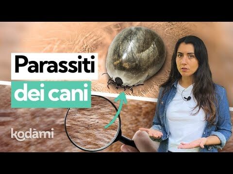 Le pulci del cane e il rischio per i capelli