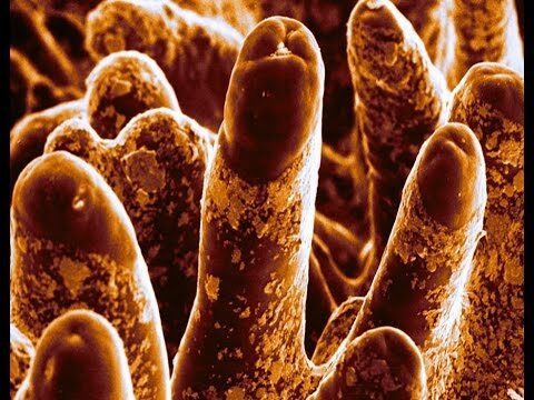 Funzioni e Importanza della Membrana Intestinale