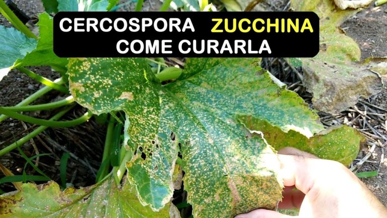 Malattie delle Zucchine: Prevenzione e Rimedi Efficaci