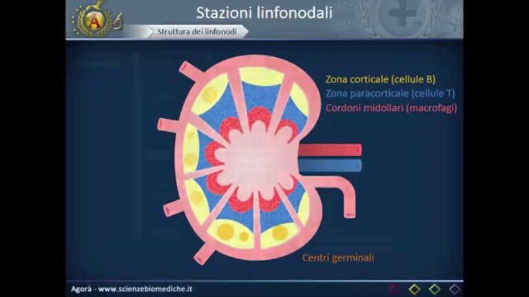 Struttura e Funzione dei Linfonodi