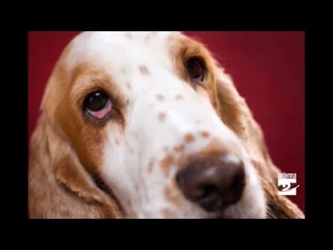 Cane Occhio Semichiuso: Comprendere e Gestire Questa Condizione Feline